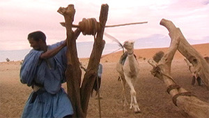 tuareg at watering well with camel